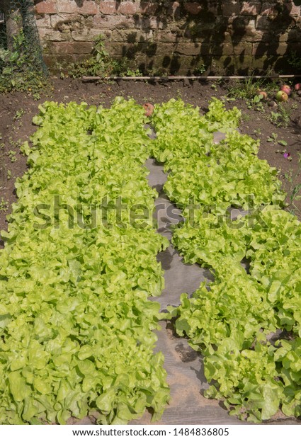 Crop Home Grown Organic Lettuce Lactuca Stock Photo Edit Now