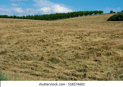 Crop Insurance. Destroyed Wheat. Damage From Hurricane Crop.