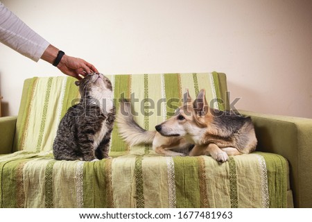 Crop man hand petting sleeping on bed cat and jealous dog sitting nearby and looking with interest in bedroom