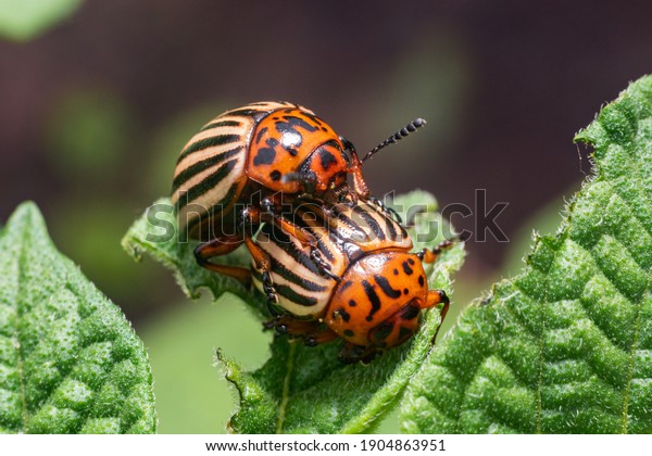 Crop pest, the Colorado potato beetle sits on\
the leaves of potatoes.