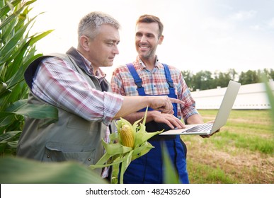 Crop Plant Examined By Two Farmers