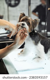 Crop professional groomer giving haircut to obedient yorkshire terrier dog with scissors during workday in modern grooming salon - Shutterstock ID 2383593157