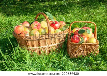 Similar – Closeup of woman putting apples in wicker basket while little girl looking