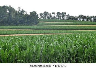 Crop Rotation