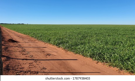 Crop Rotation Brachiaria In Flat Field 