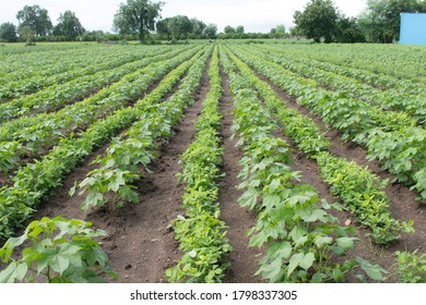 Crop Rotation And Companion Planting In Agriculture. Groundnuts Intercropping In Cotton Field. Groundnut Is Legume Crop Helpful For Nitrogen Fixation. 