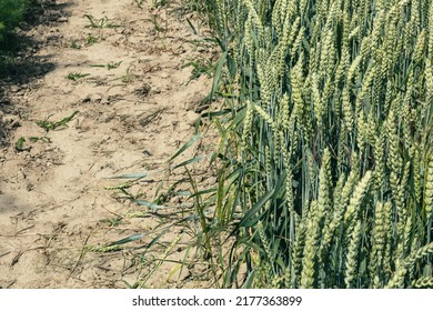 Crop Rotation. Drought In The Fields. Dry Land And Wheat Cultivation.