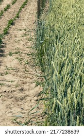 Crop Rotation. On The Right, Wheat Is Grown, And On The Opposite, Dry Soil.