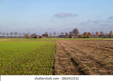 Crop Rotation: Young Winter Cereal, Sown Next To A Harvested Potato Field In Autumn