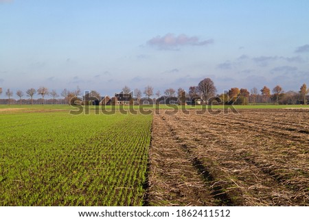 Crop rotation: young winter cereal, sown next to a harvested potato field in autumn