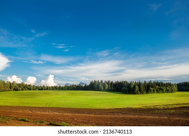 Crop Rotation, Young Winter Cereals Sown In Autumn, Near A Harvested Potato Field In The Foreground. In The Distance There Is A Forest, A Clear Blue Sky, Good Weather.