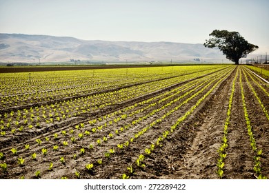 Crop Rows In The Central Valley Of California, Hills In The Background