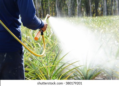 Crop Spraying In The Pineapple Fruit Field