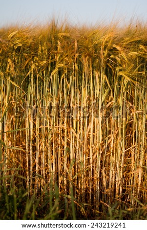 Similar – Image, Stock Photo wheat field