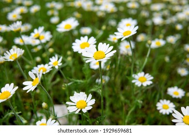 Crop view of the blooming daisies field in spring. Selective focus.