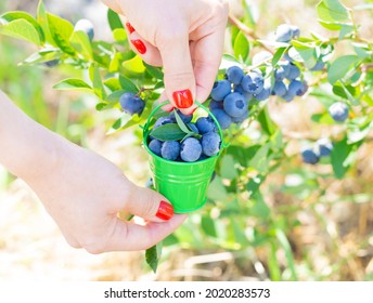 Crop view of female hands holding a small green bucket full of handpicked fresh blueberries near a bush at the berry farm