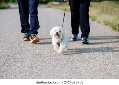 Crop view of senior couple going walkies with the dog - Powered by Shutterstock