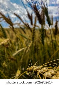 Crop Wheat Virgo Field Fame Bread