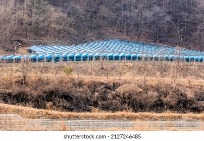 Crop Of Winter Ginseng Growing On Rural Mountainside.