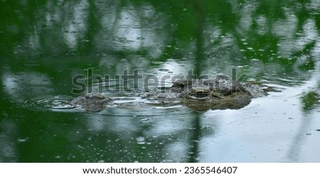 Croped head half of crocodie with black eye, green water, prediator life in water.
