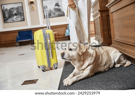 cropped african american woman with her labrador checking in at a pet-friendly hotel on reception