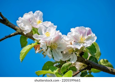 Cropped Apple Blossom Close Up Against Blurred Background