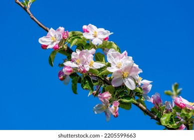 Cropped Apple Blossom Close Up Against Blurred Background