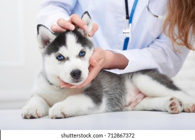 Cropped Close Up Of A Cute Little Siberian Husky Puppy Having His Ears Examined By A Professional Vet.