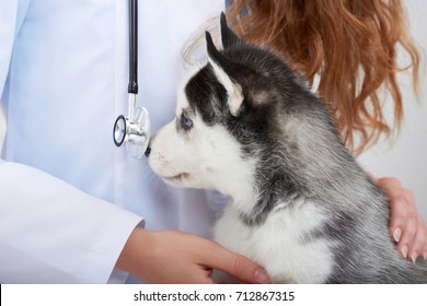 Cropped close up of a little adorable Siberian husky puppy at the veterinarian office. - Powered by Shutterstock