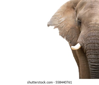 The White Elephant In The Room Images Stock Photos