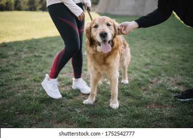 Cropped Girl Holding Dog On Leash In Park. Woman's Hand Petting Retriever Dog In Nature Near Cropped Girl Holding Dog's Lead.