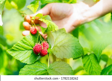 Cropped hand of adult woman picking raspberries from plant at farm. Closeup of raspberry cane. Summer garden in village. Growing berries harvest at farm.