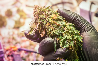 Cropped Hands in black gloves trimming medical Cannabis Marijuana buds prepare for drying