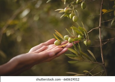 Cropped Hands Of Woman Touching Olive Tree At Farm