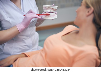 Cropped Head Of Woman Holding Jaw Madel And Brush While Explaining Cleaning To Woman In Chair