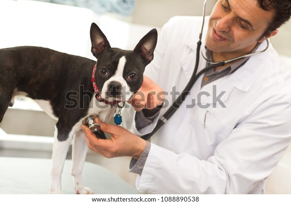 88+ Boston Terrier Dog Breeds Cropped Ears l2sanpiero