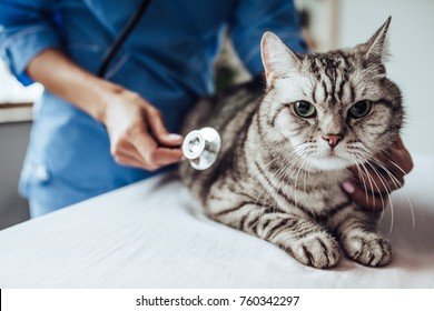 Cropped Image Of Beautiful Female Doctor Veterinarian With Stethoscope Is Examining Cute Grey Cat At Vet Clinic.