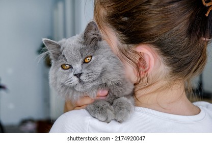 Cropped image of beautiful female veterinarian doctor holding cute beige cat in her arms in a veterinary clinic and smiling. Gray background. - Powered by Shutterstock
