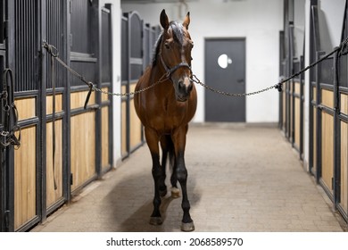 Cropped image of brown Thoroughbred horse in stable. Concept of rural rest and leisure. Green tourism. Idea of farm animal lifestyle