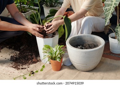 Cropped Image Of Couple Repotting Flowers, Cleaning And Untangling Old Roots