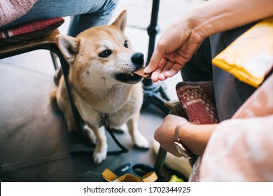 Cropped Image Of Cute Fluffy Akita Inu Sitting Under Table In Cafeteria Eating His Food During His Owner Lunch, Well Trained Lovely Japanese Dog Eating With His Owner In Pet Friendly Restaurant