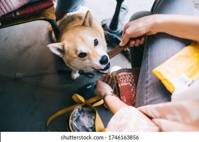 Cropped Image Of Female Pet Owner Feeding Lovely Fluffy Akita Inu Japanese Dog On Break In Cafeteria, Well Trained Puppy Eating His Food Sitting Under Table In Restaurant During Free Time With Women