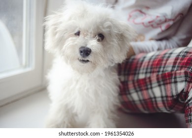 Cropped Image Of Female Pet Owner Sitting With Lovely Fluffy White Bichon Frise Dog At Home