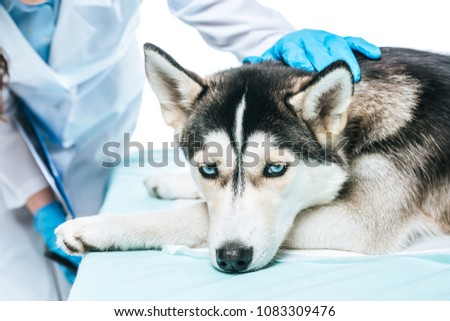 cropped image of female veterinarian examining husky isolated on white background