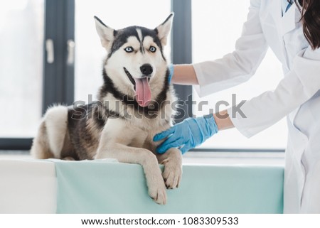 cropped image of female veterinarian examining husky in clinic 