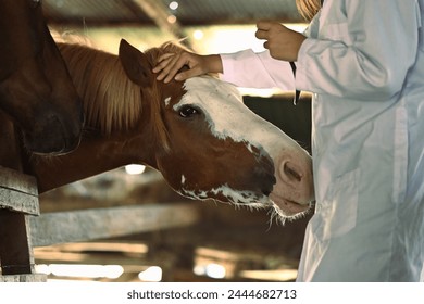 Cropped image of female veterinarian stroking horse in stable. Animal care - Powered by Shutterstock