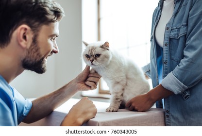 Cropped Image Of Handsome Doctor Veterinarian At Vet Clinic Is Examining Cute Cat While His Owner Is Standing Nearby And Holding Pet On Hands.