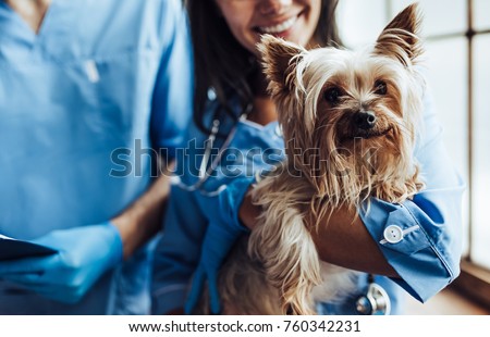 Cropped image of handsome doctor veterinarian and his attractive assistant at vet clinic are examining little dog Yorkshire Terrier.