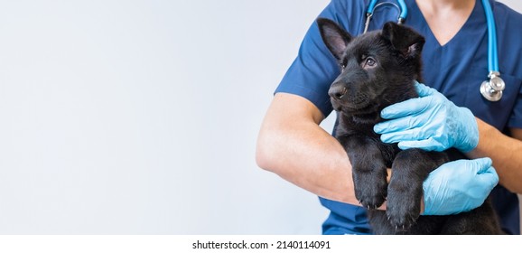 Cropped image of handsome male veterinarian doctor with stethoscope holding cute black german shepherd puppy in arms in veterinary clinic on white background banner - Shutterstock ID 2140114091