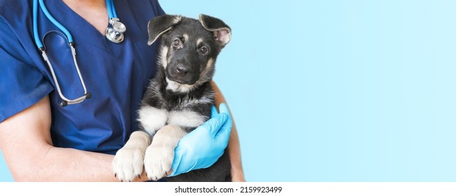 Cropped Image Of Handsome Male Veterinarian Doctor With Stethoscope Holding Cute Black German Shepherd Puppy In Arms In Veterinary Clinic On White Background Banner